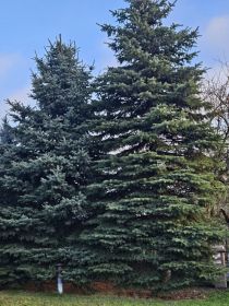 Sprzedam duże choinki