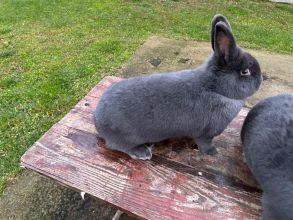 Wiedeński niebieski