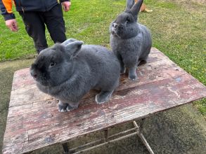 Wiedeński niebieski