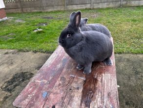 Wiedeński niebieski