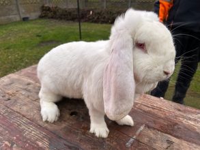 Wiedeński niebieski