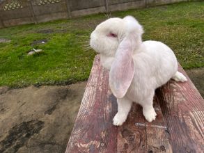 Wiedeński niebieski