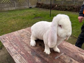 Wiedeński niebieski