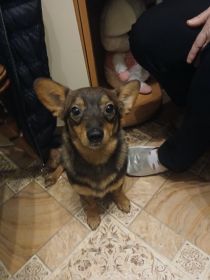 Oddam pieska ma okolo 10 msc. Bedzie...