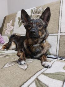 Oddam wykastrowana suke