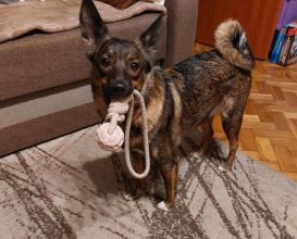 Oddam wykastrowana suke