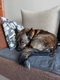 Oddam wykastrowana suke