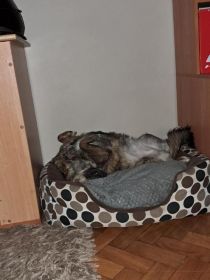 Oddam wykastrowana suke