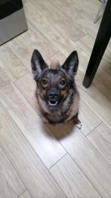 Oddam wykastrowana suke