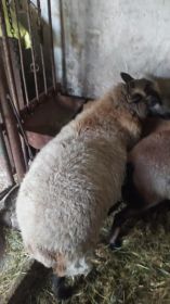 Sprzedam owcę mieszana z dorrper