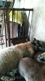 Sprzedam owcę mieszana z dorrper