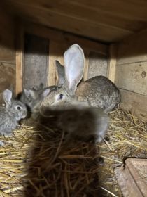 Sprzedam samicę Belga szarego z młodymi samica w wieku...