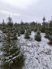 Choinki - zwykły świerk