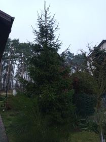 Sprzedam choinke