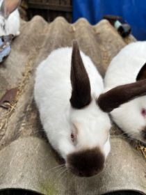 Sprzedam samicę kalifornijską