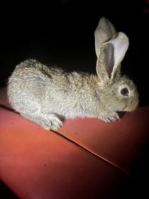 Sprzedam młode belgi