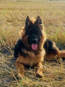 Owczarek niemiecki długowłosy FCI