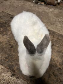 Sprzedam samca mieszanego z kalifornijski i...