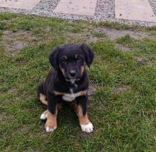 Suczki 2,5 miesięczne