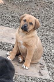 Suczki 2,5 miesięczne