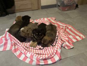 oddam za darmo śliczne szczeniaki