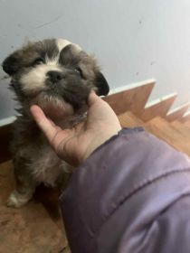 oddam za darmo śliczne szczeniaki