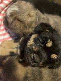 oddam za darmo śliczne szczeniaki