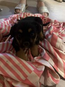 oddam za darmo śliczne szczeniaki