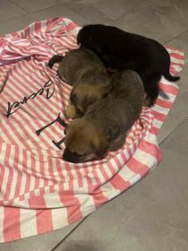 oddam za darmo śliczne szczeniaki