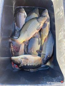 Karp,amur,lin,sum,szczupak