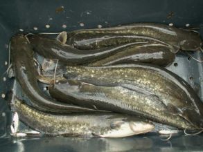 Karp,amur,lin,sum,szczupak