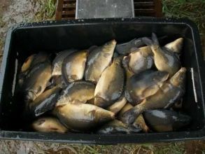 Karp,amur,lin,sum,szczupak