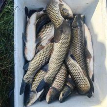 Karp,amur,lin,sum,szczupak