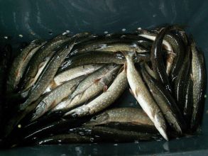 Karp,amur,lin,sum,szczupak