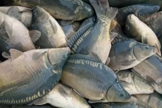 Karp,amur,lin,sum,szczupak