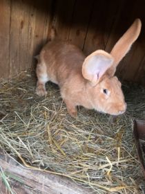 Sprzedam samicę Belga żółtego