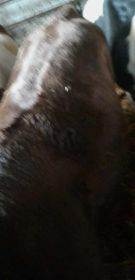 Sprzedam jałówkę mięsną