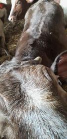 Sprzedam jałówkę mięsną