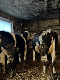 Sprzedam jałówki cielne