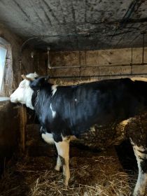Sprzedam jałówki cielne
