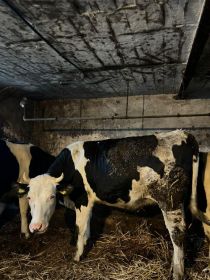 Sprzedam jałówki cielne