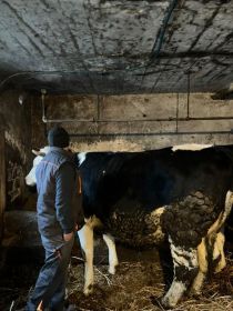 Sprzedam jałówki cielne