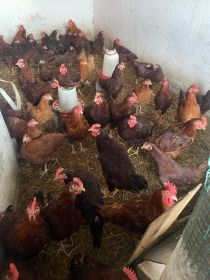 Koguty karmazyn rosa