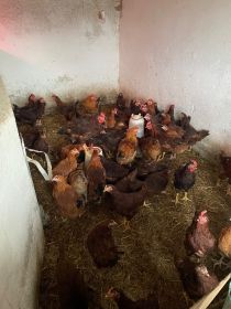 Koguty karmazyn rosa