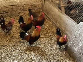 Kogutki karzełek polski liliput