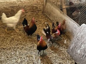 Kogutki karzełek polski liliput