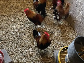 Kogutki karzełek polski liliput