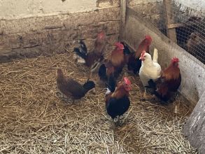 Kogutki karzełek polski liliput