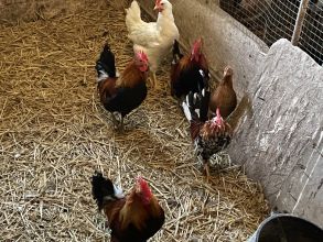 Kogutki karzełek polski liliput