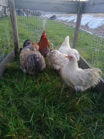 Sprzedam kochiny miniaturki